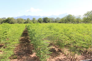 A stand of young moringa trees in a mixed cropping system with lemongrass.