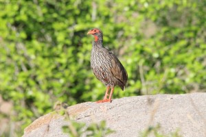 Red Necked Spurfowl