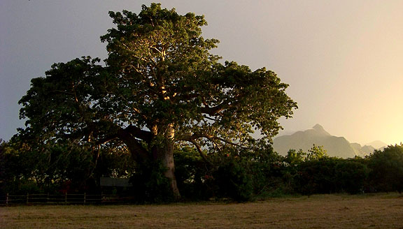Baobab at sunset in front of the Uluguru Mountains, Mbuyuni Farm.