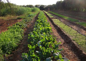 Seedbeds and vegetable garden on Mbuyuni Farm 2009.