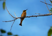 Kimango Bird List